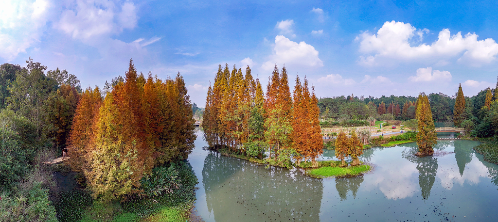 风景蓝天白云下航拍崇州桤木河中的水杉树及倒影