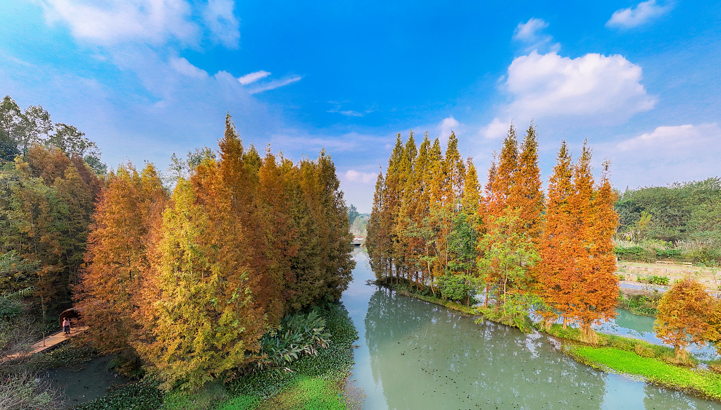 风景蓝天白云下航拍崇州桤木河中的水杉树及倒影