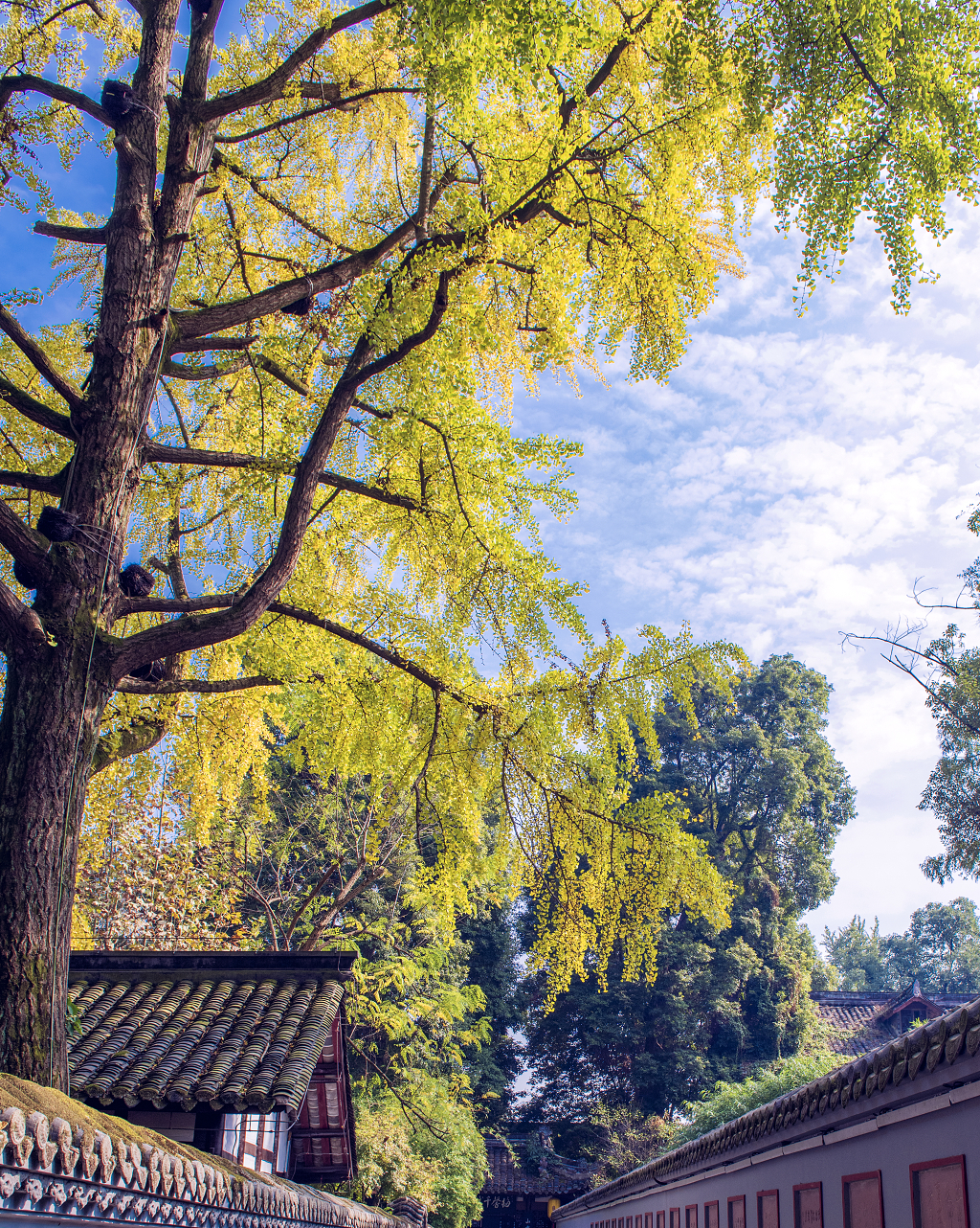 晴朗的秋日蓝天白云下金黄色的银杏叶和古建筑物