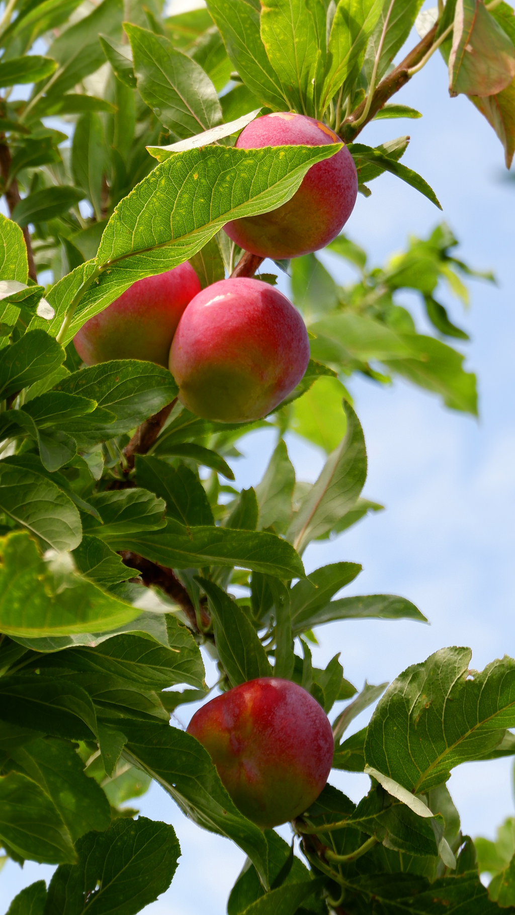 树木风景水果李子树丰收果实景色