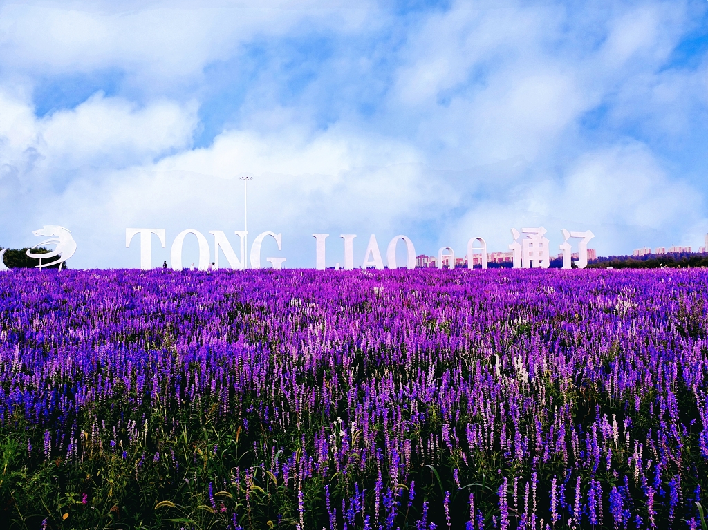 通辽市薰衣草庄园