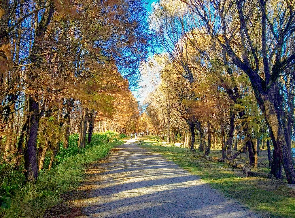 大自然风景风光晴朗的午后金黄色的水杉树间的一条小路
