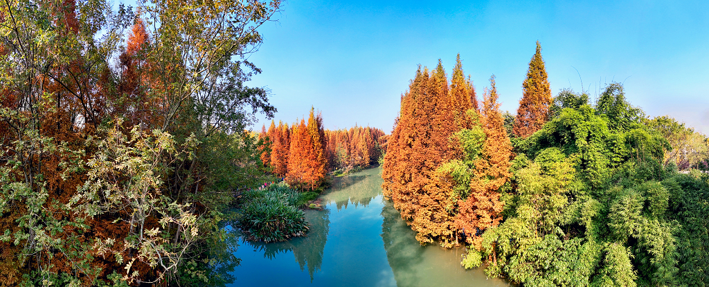 大自然风景风光秋日的午后航拍成都崇州桤木河岸边红色的水杉树全景图