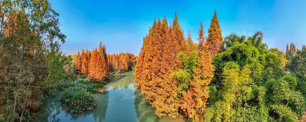 大自然风景风光秋日的午后航拍成都崇州桤木河岸边红色的水杉树全景图