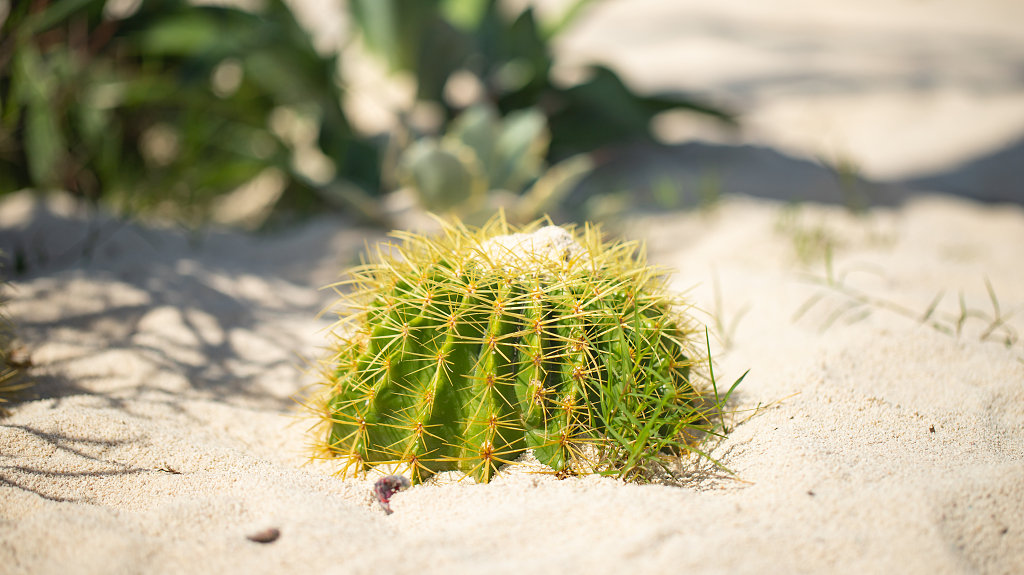 沙滩上的仙人球