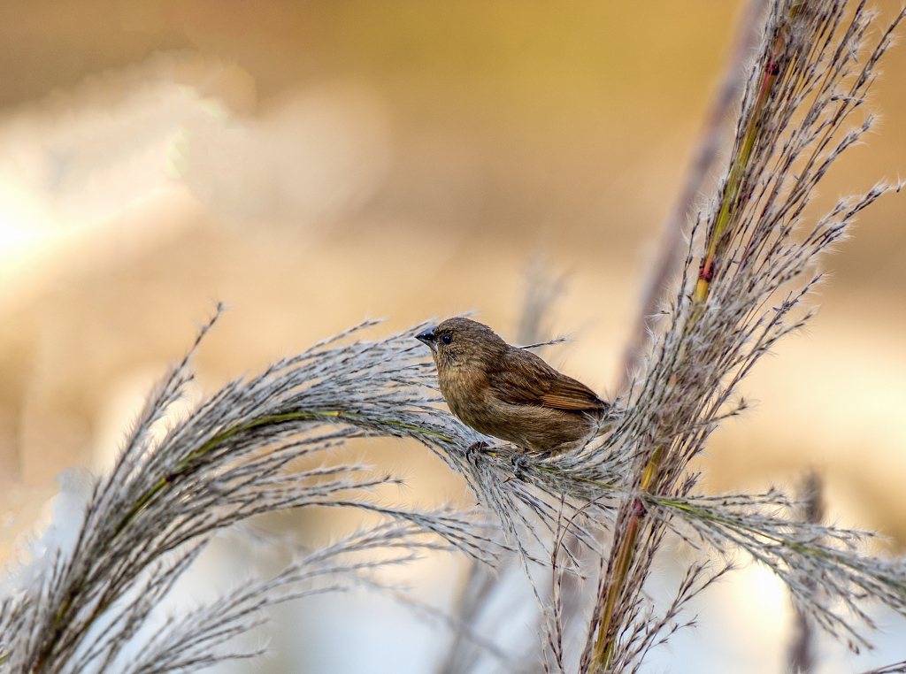 自然生物野生动物世界动物日保护动物一只野生小鸟在成熟的芦苇穗上觅食