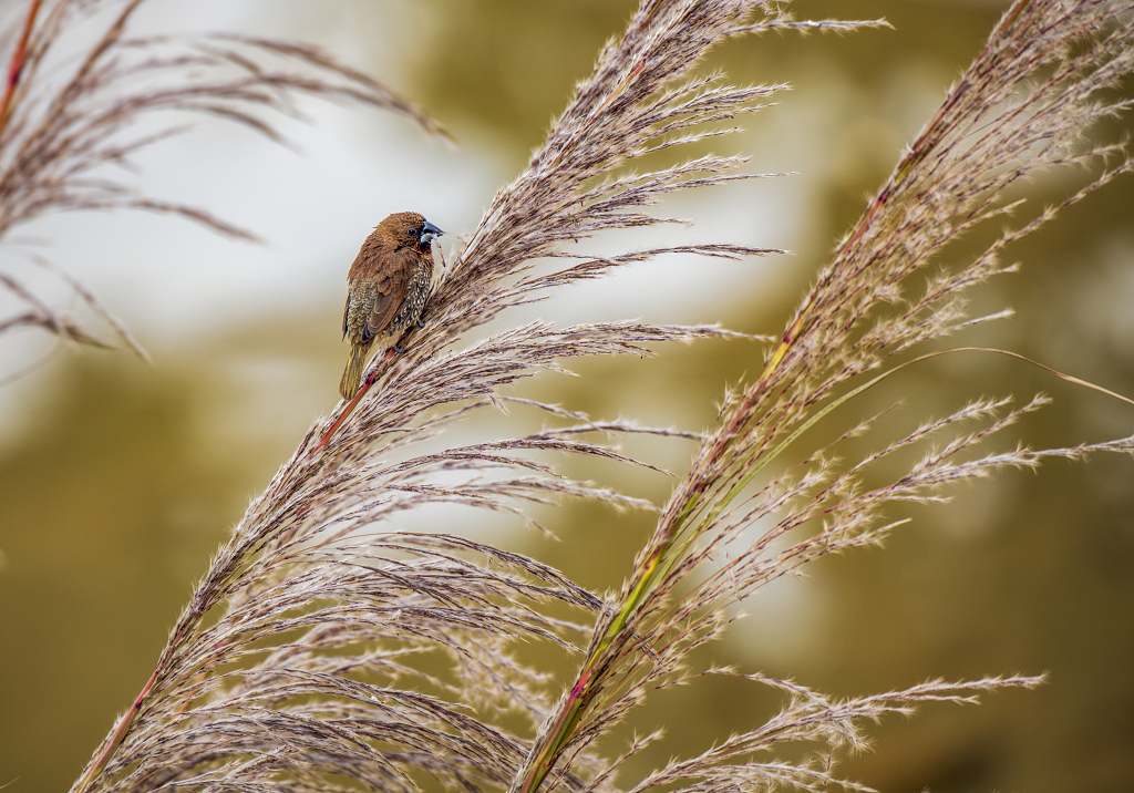 自然生物野生动物世界动物日保护动物一只野生小鸟在成熟的芦苇穗上觅食