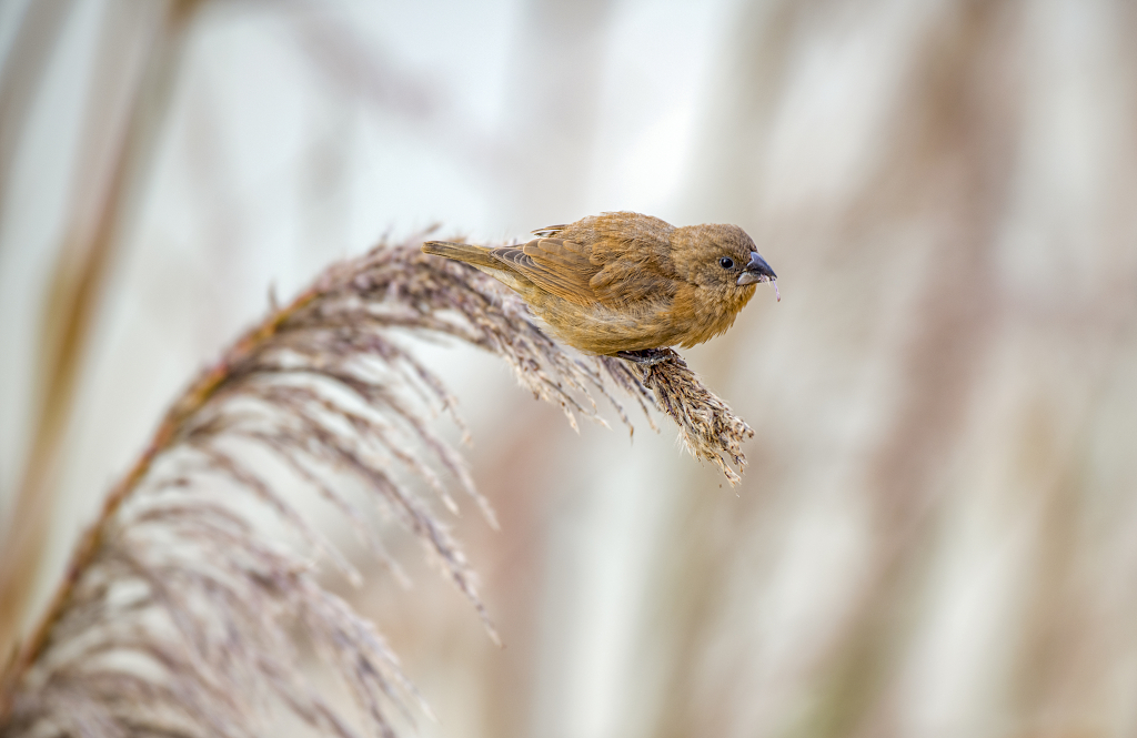自然生物野生动物世界动物日保护动物一只野生小鸟在成熟的芦苇穗上觅食