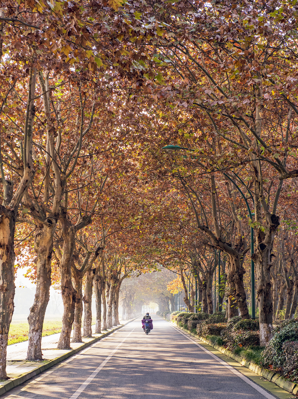 大自然风景风光秋日的清晨温江杨柳路上的梧桐树长廊上一位骑车的市民
