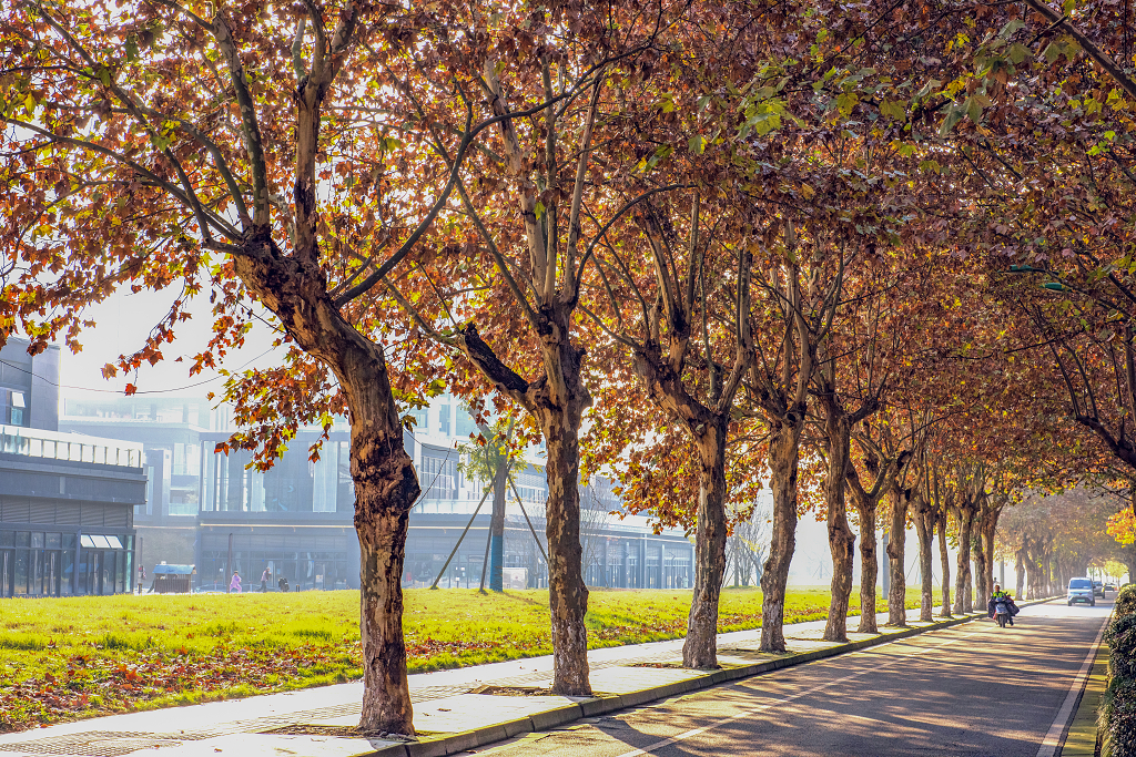 大自然风景风光秋日的清晨温江杨柳路上的梧桐树长廊