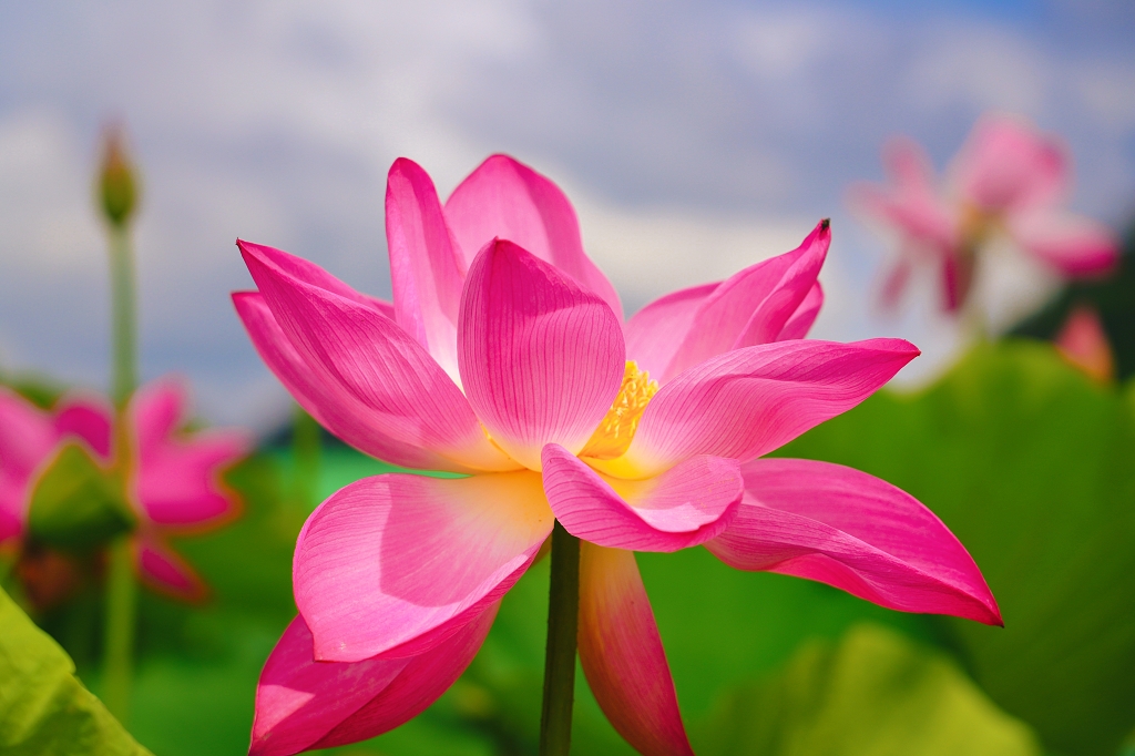 夏天夏日夏至立夏的荷花花卉植物实拍摄影特写在蓝天白云中盛放电脑壁纸