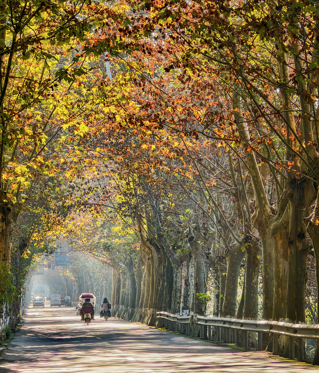 大自然风景风光晴朗的秋日阳光照亮了温江十里画廊的梧桐树街道