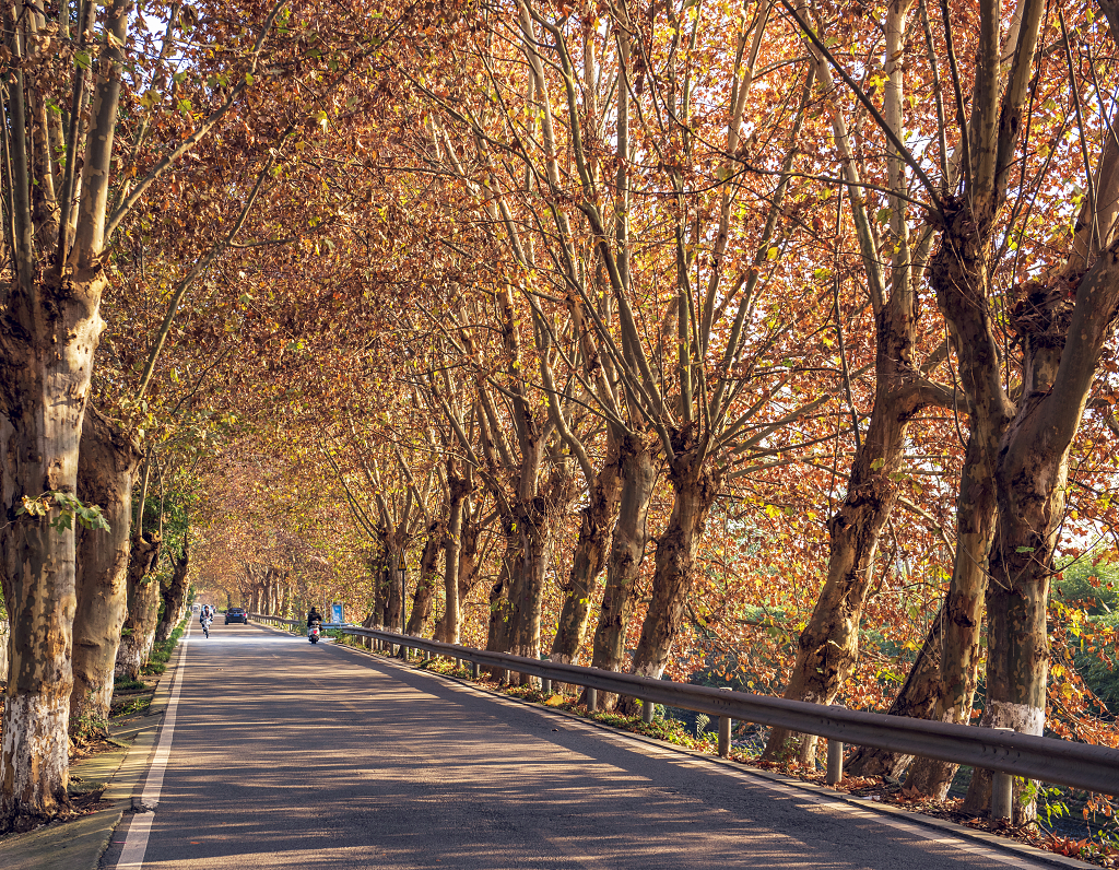 大自然风景风光晴朗的秋日阳光照亮了温江十里画廊的梧桐树街道