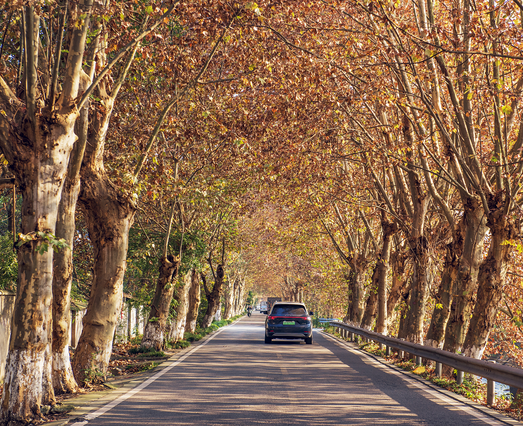 大自然风景风光晴朗的秋日阳光照亮了温江十里画廊的梧桐树街道