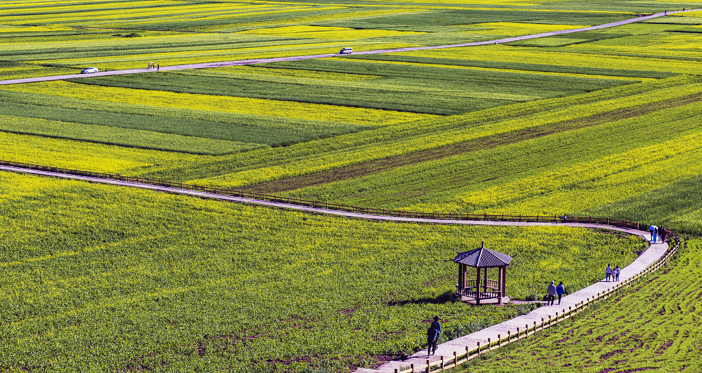 晴朗的夏日夏天春天俯瞰青海门源油菜花田及田间小路乡间小道自然田野风景风光