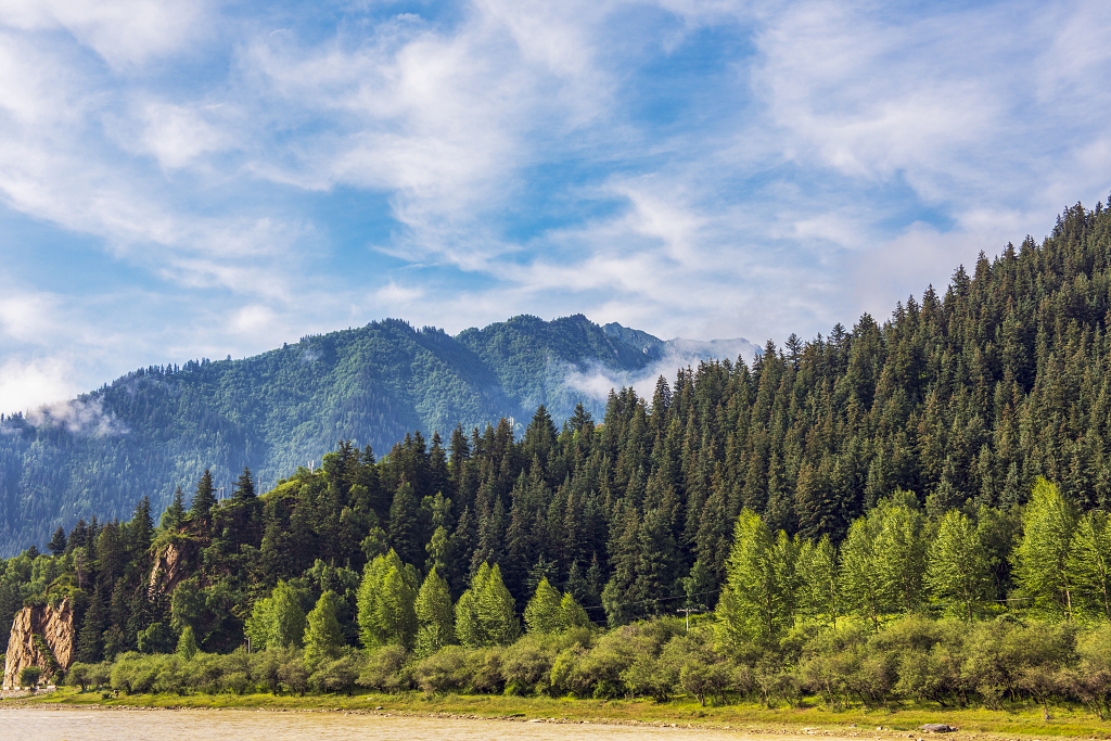 蓝天白云下的青海大阪山原始森林大自然风景风光