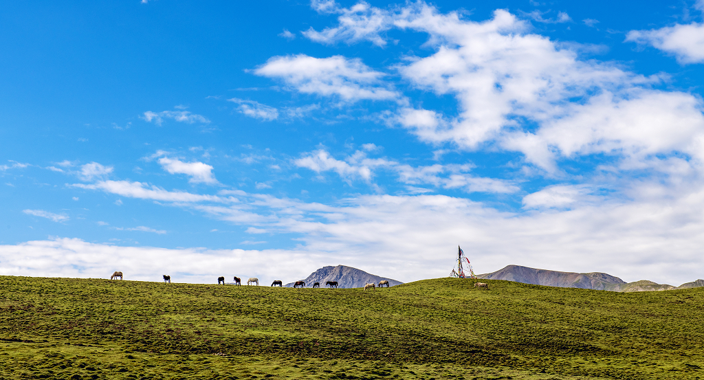 自然风景图大自然风景风光电脑壁纸大自然风景风光蓝天白云下山顶吃草的马儿