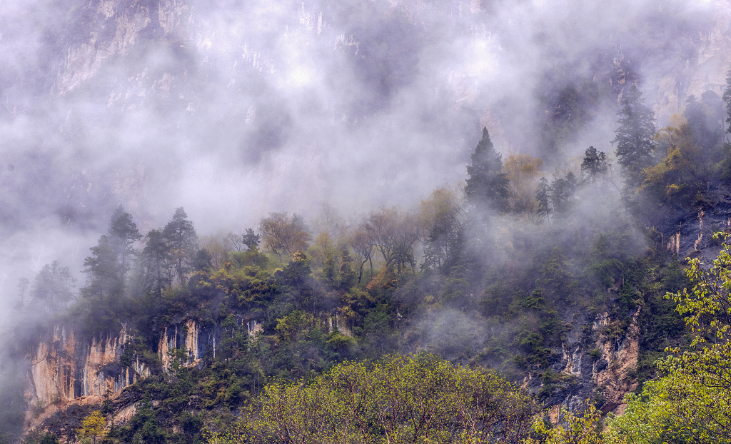 初秋的甘肃官鹅沟云雾缭绕下的树木