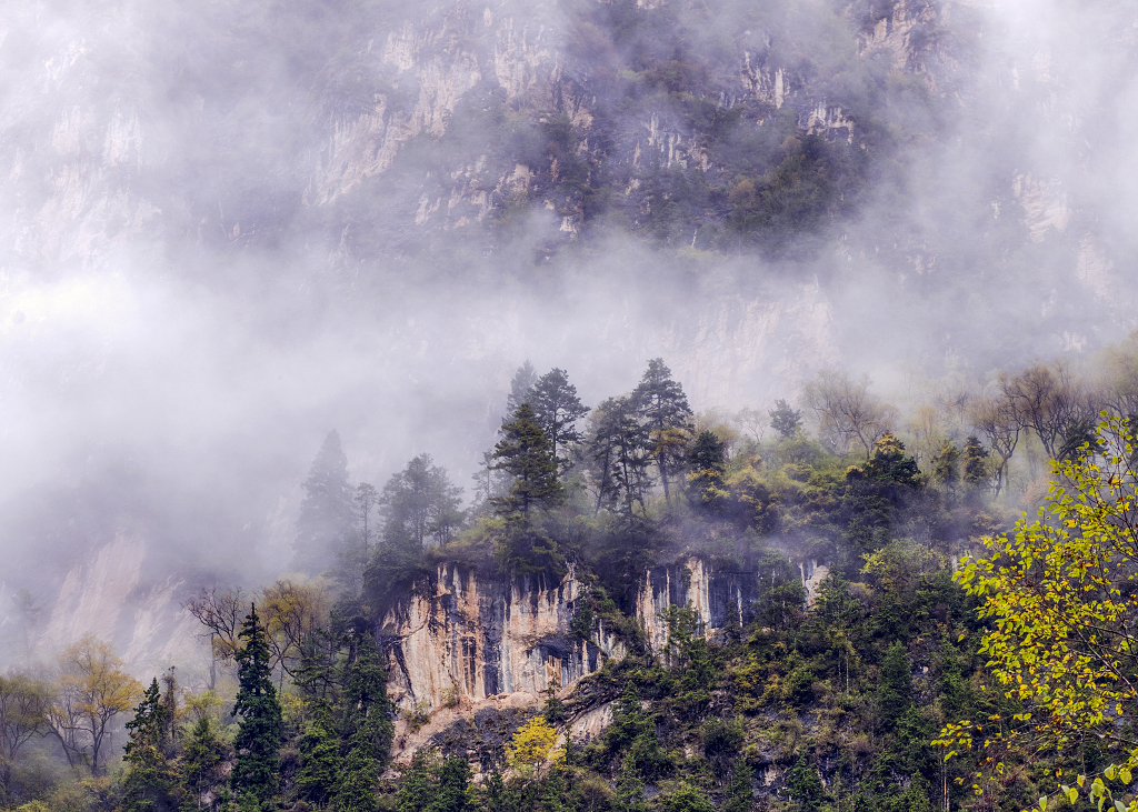初秋的甘肃官鹅沟云雾缭绕下的树木