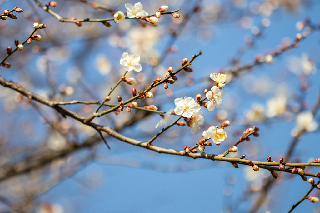 春天春季春日立春春分二十四节气户外植物白色桃花开花植物花卉