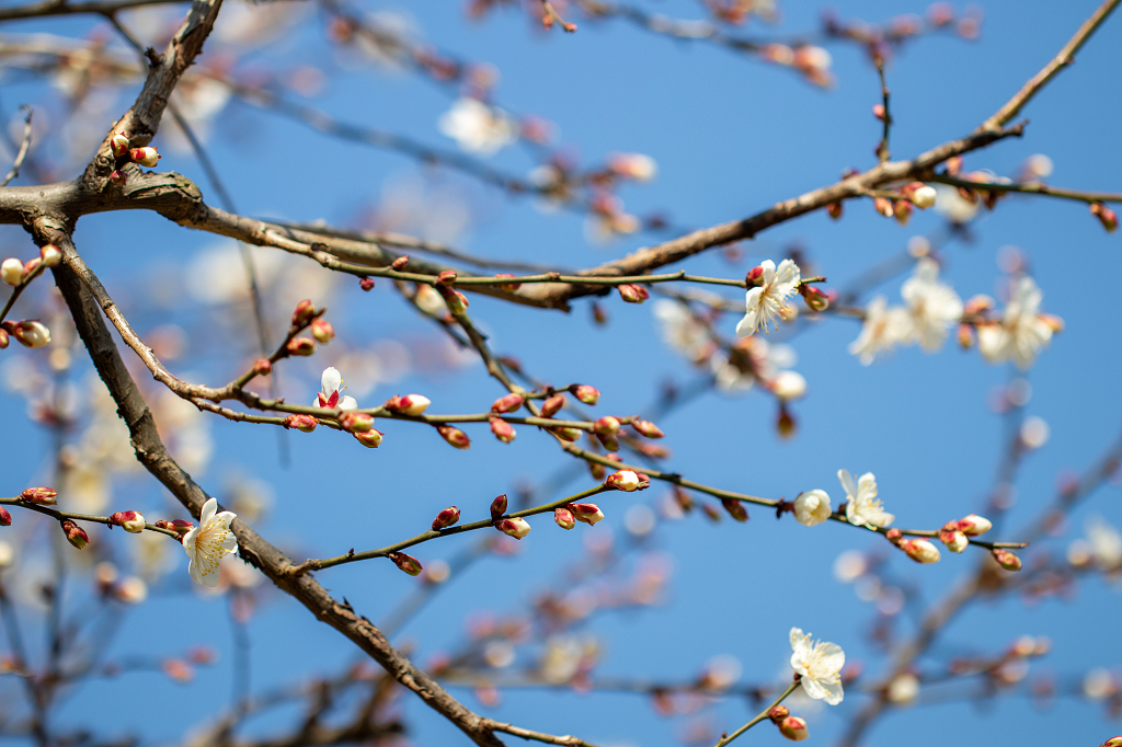 春天春季春日立春春分二十四节气户外植物白色桃花开花植物花卉