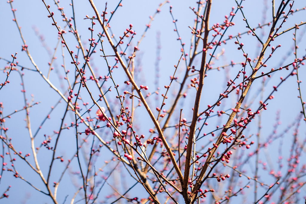 春天春季春日立春春分二十四节气户外植物红色桃花开花植物花卉