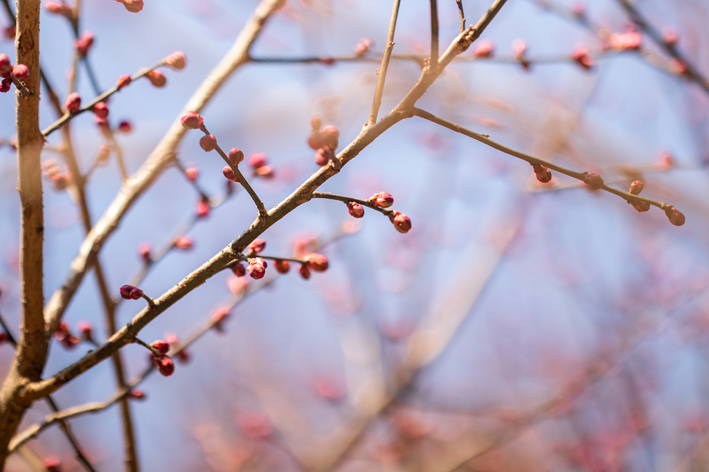 春天春日二十四节气立春春分户外大自然含苞待放的梅花植物花卉开花