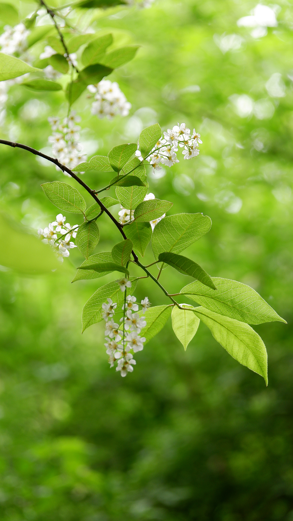 二十四节气春天立春春分自然风景风光花卉公园植物树特写景色图片