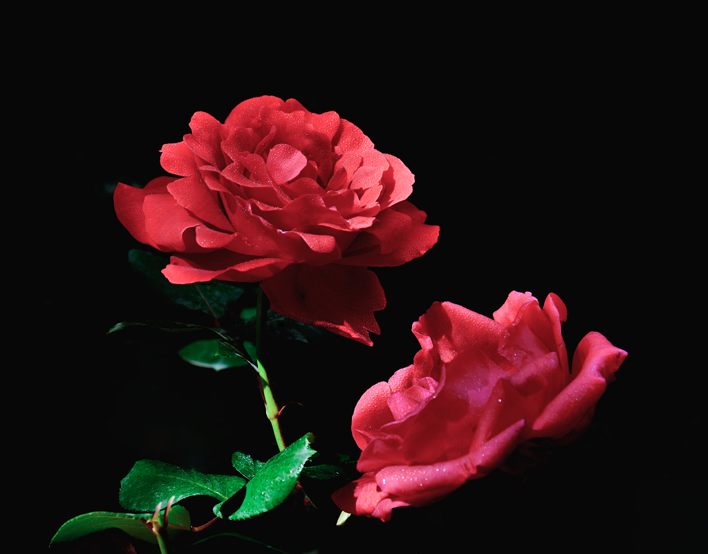 黑色背景前的两朵沾满露珠的红色月季花