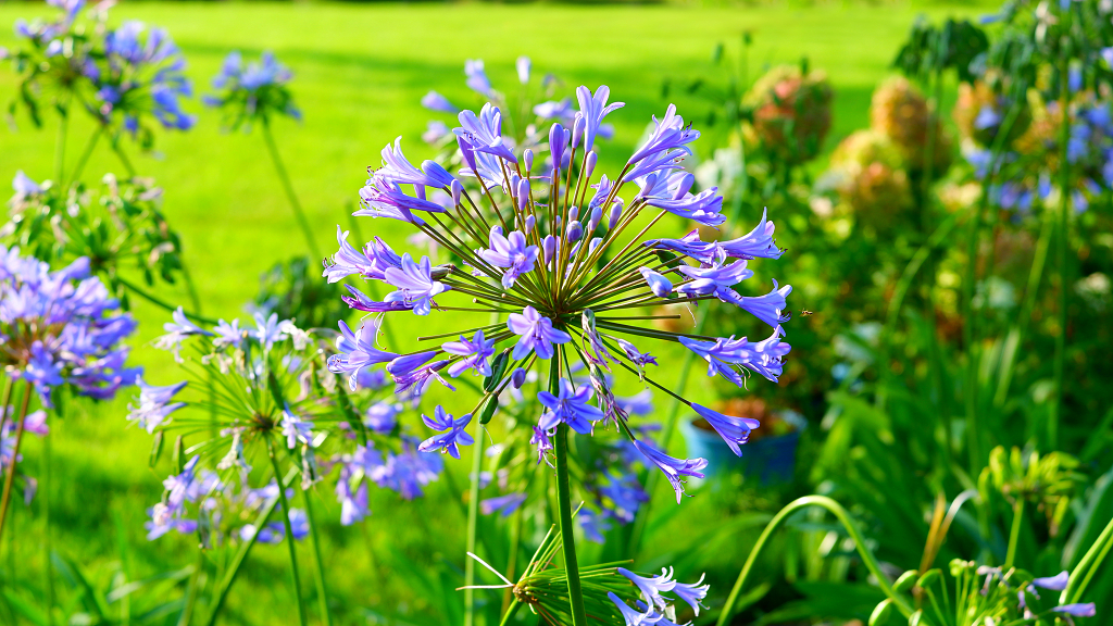 夏天春天花卉植物特写百子莲紫色花朵花卉