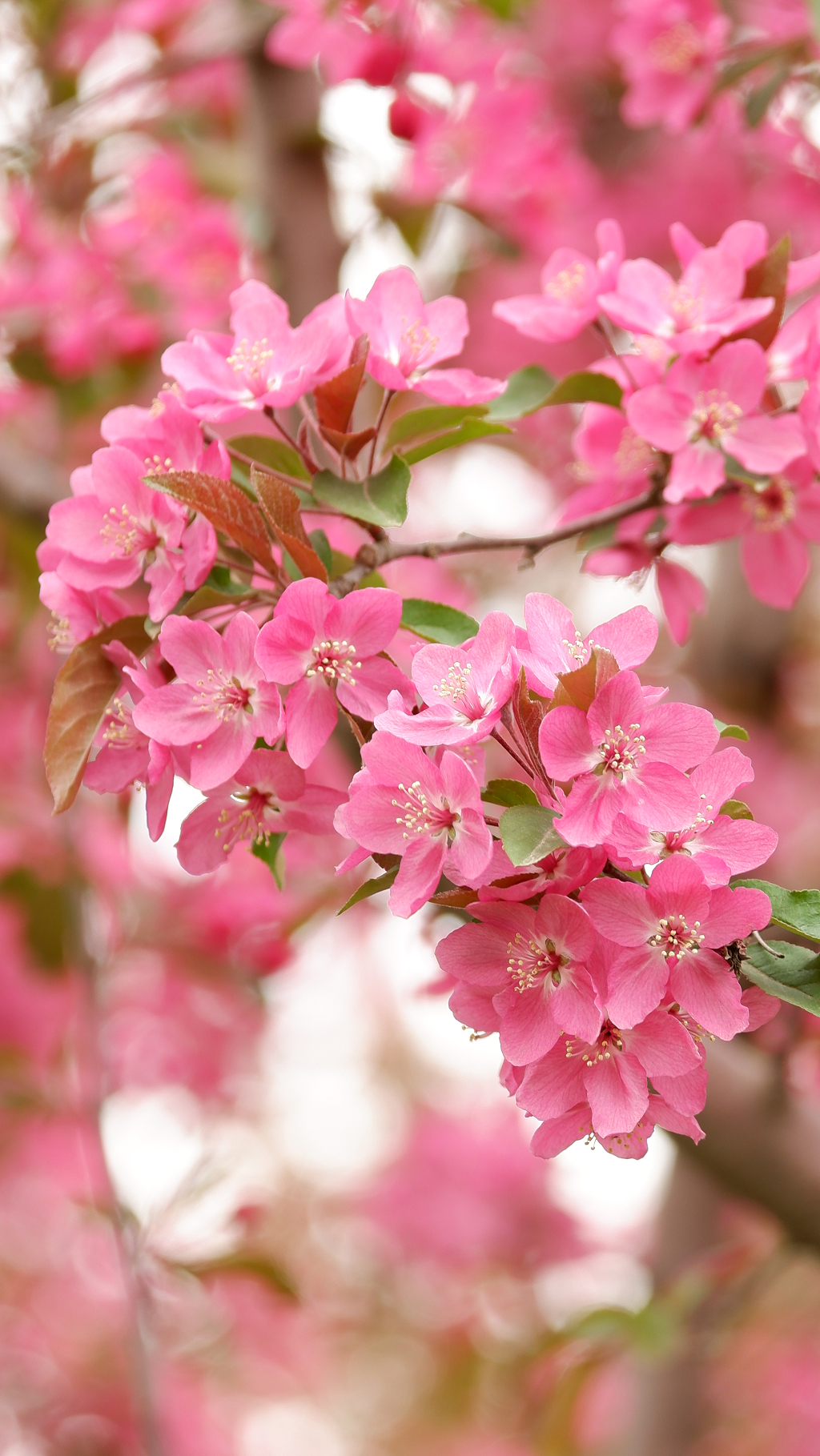 春天粉色海棠花正在盛开特写