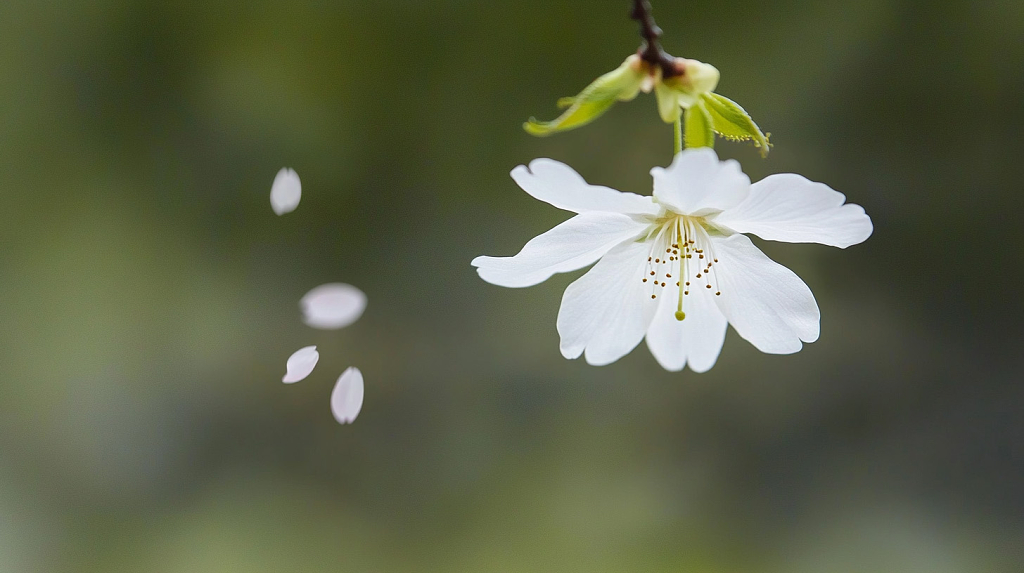春天清明节二十四节气电脑桌面壁纸樱花春天AI