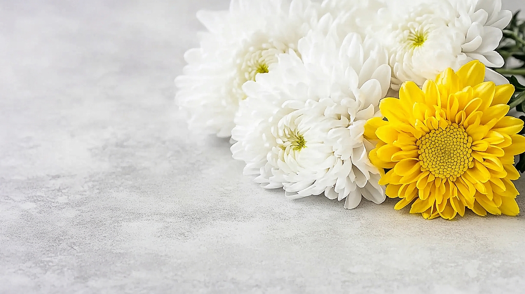 清明节清明主题的黄白菊花简约画面AI