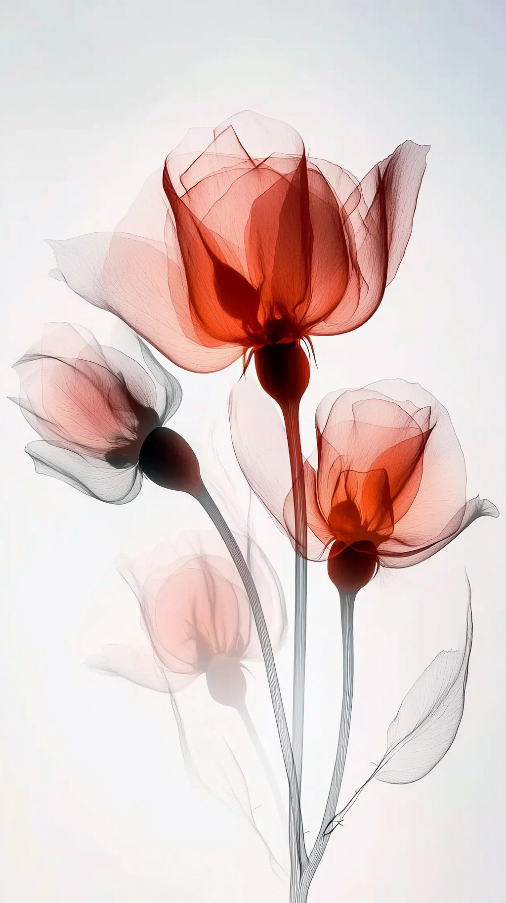 淡白色背景上透明质感的红色花朵诠释别样爱情AI