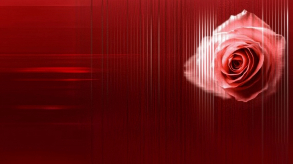 红色渐变条纹旁优雅绽放的浅粉色玫瑰AI