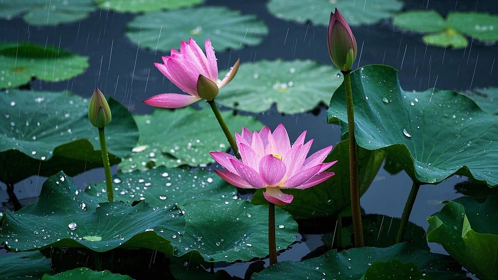 荷花荷叶夏荷雨滴落下粉色荷花荷叶在雨中的诗意清新场景AI