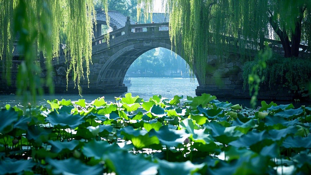 荷花荷叶夏荷有古桥垂柳和荷叶的夏日水乡清新自然画面AI