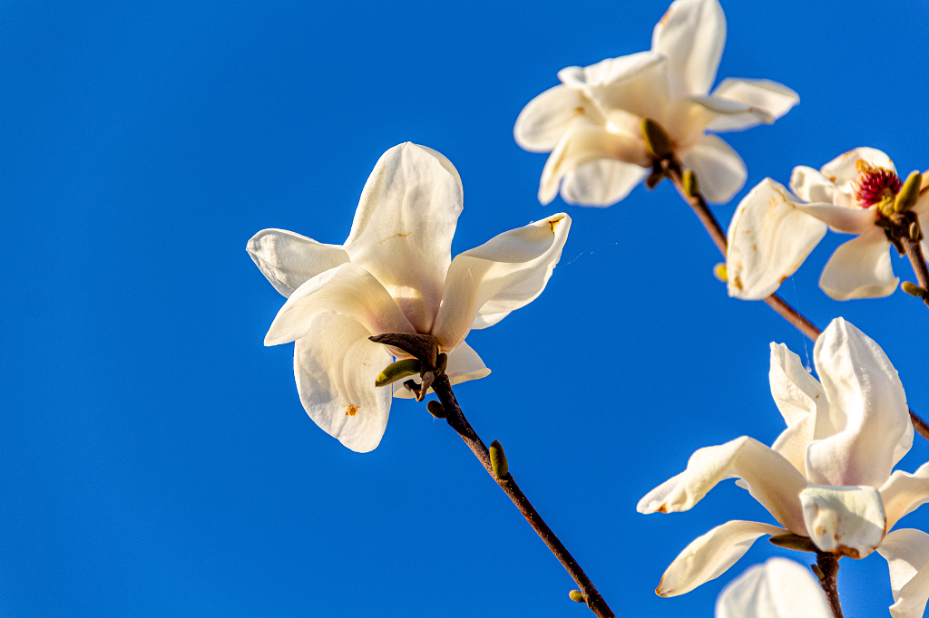 晴空之下玉兰凝雪绽春姿