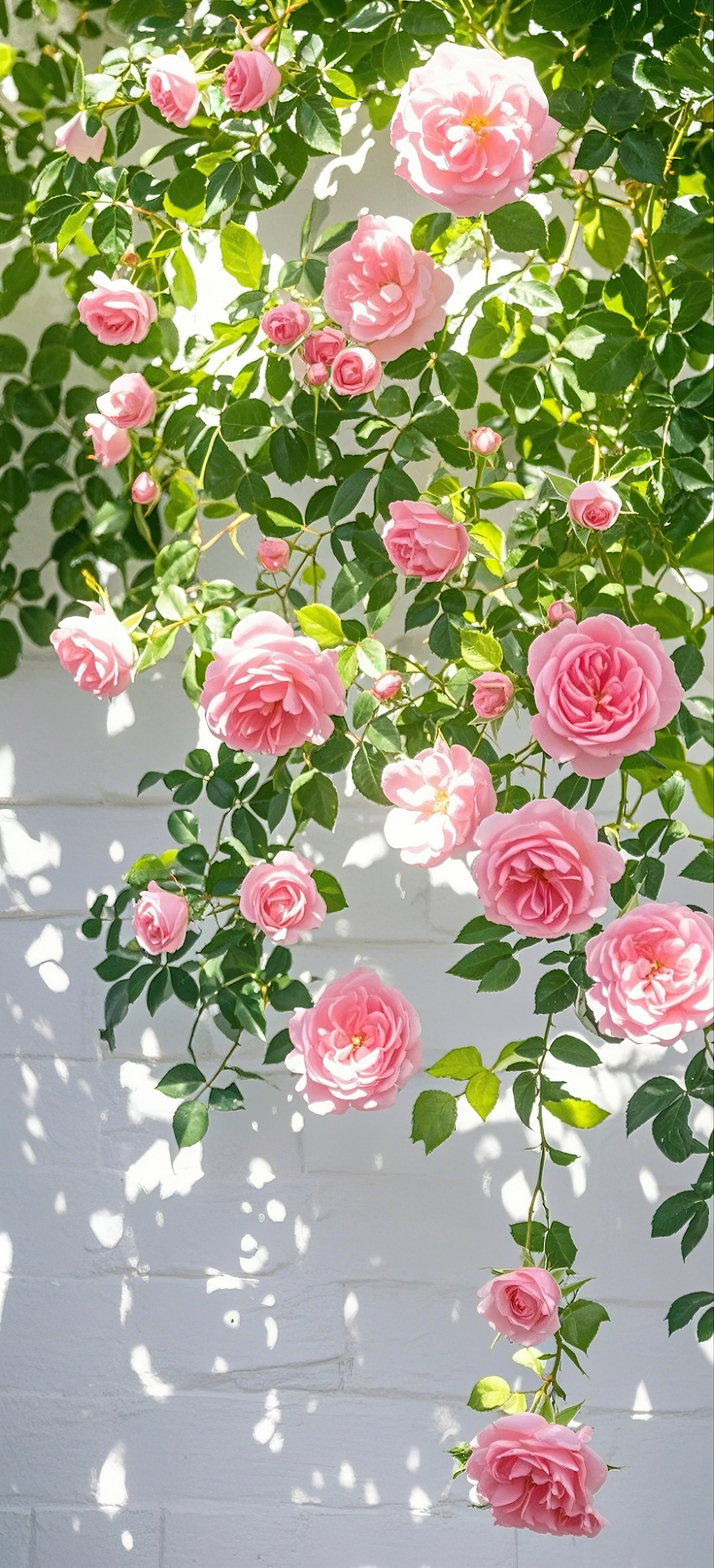 白色墙面上垂落着娇艳的粉色藤本月季花玫瑰花氛围图	AI