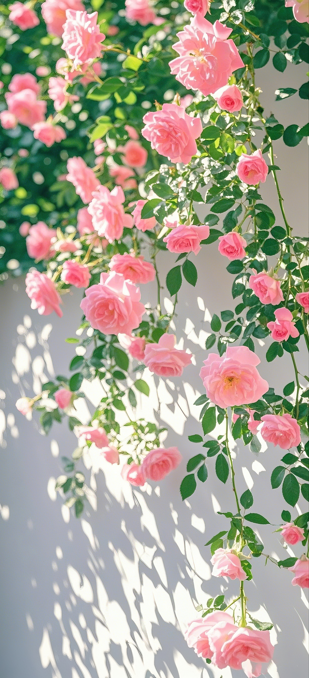 阳光洒在垂落的粉色玫瑰花上营造温馨氛围玫瑰花氛围背景	AI