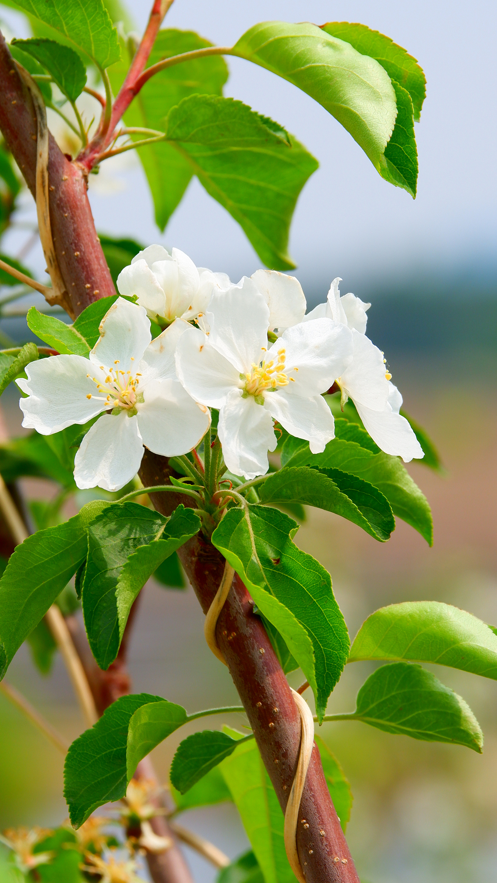 植物花卉春天白色梨花花朵特写摄影