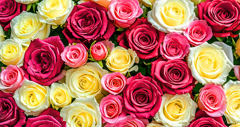 多种颜色玫瑰花汇聚形成绚丽多彩的花卉图案玫瑰花氛围背景	AI