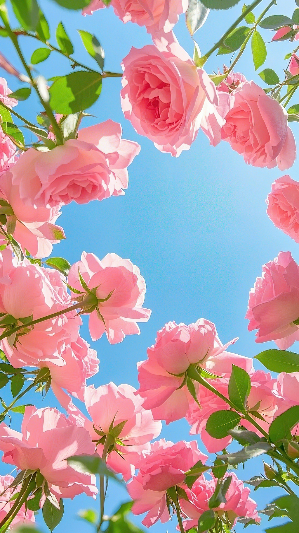 蓝天背景下粉色玫瑰向上绽放的清新自然画面	AI