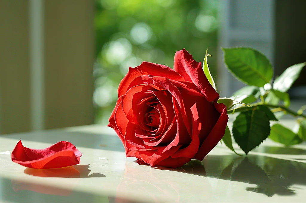 红色玫瑰单枝置于浅色桌面旁有掉落花瓣玫瑰花氛围场景		AI