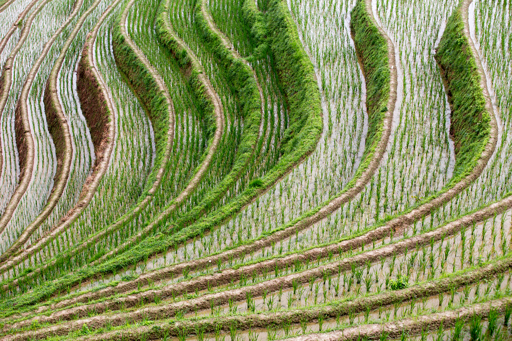 桂林金坑龙脊梯田旅游旅行风景风光