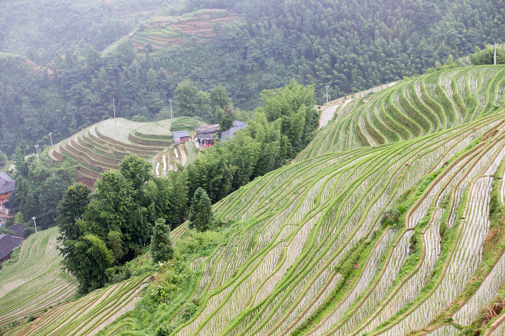 桂林金坑龙脊梯田旅游旅行风景风光