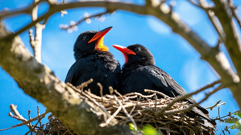 写实风格鸟巢中黑色幼鸟蓝天背景画面动物自然AI