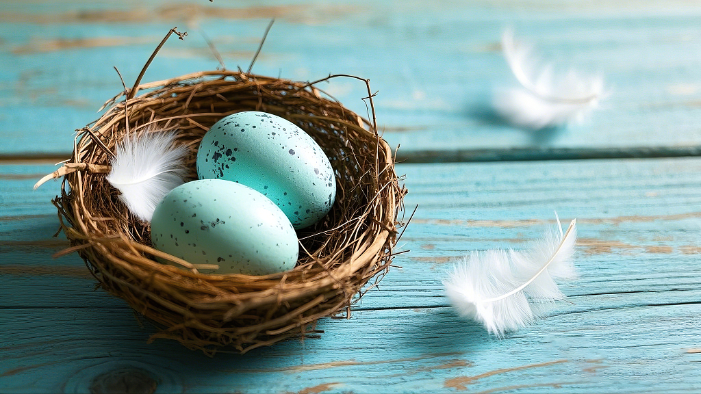 写实风格蓝绿色木板上鸟巢鸟蛋羽毛画面AI