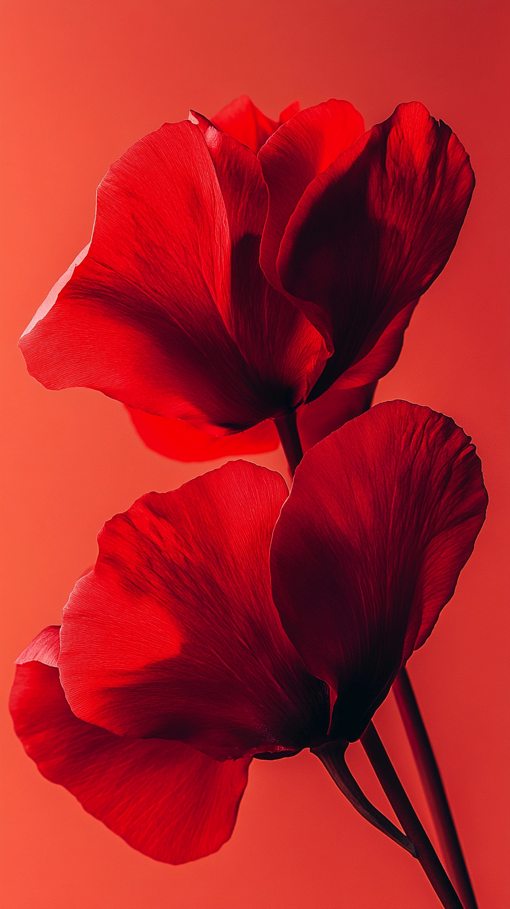 花瓣红色花朵在红色背景下展现鲜明色彩对比的画面AI