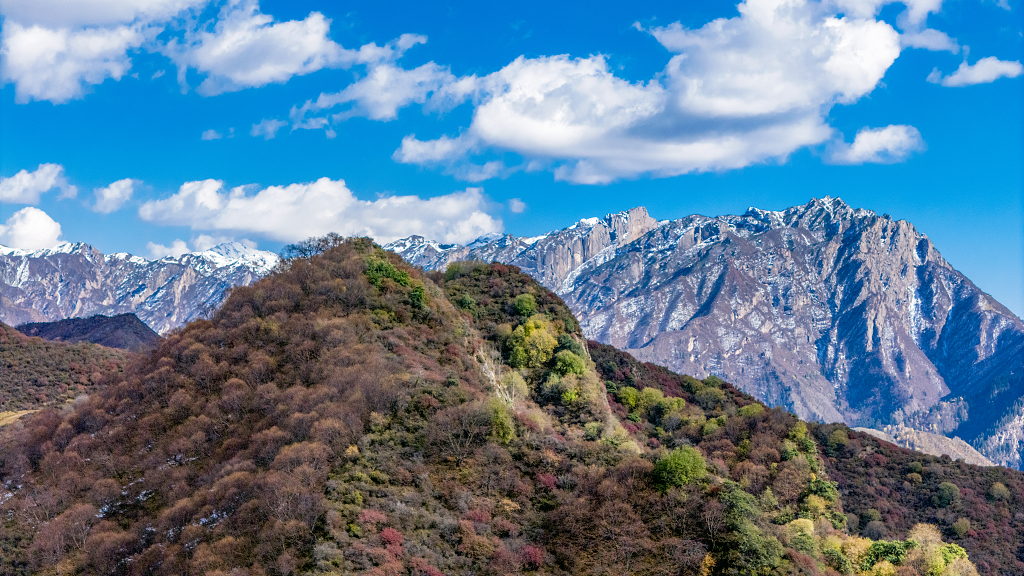 秋日的蓝天白云下山坡上红色的灌木丛